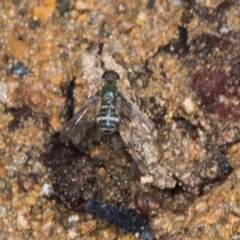 Villa sp. (genus) (Unidentified Villa bee fly) at Hawker, ACT - 4 Dec 2023 by AlisonMilton