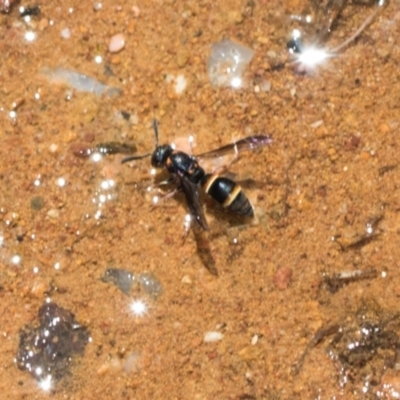 Eumeninae (subfamily) (Unidentified Potter wasp) at The Pinnacle - 5 Dec 2023 by AlisonMilton