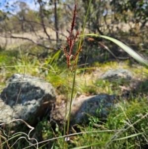 Sorghum leiocladum at The Pinnacle - 6 Dec 2023 11:27 AM