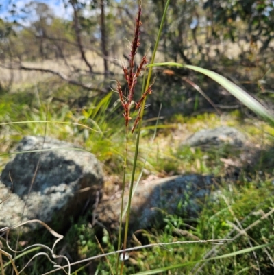 Sorghum leiocladum (Wild Sorghum) at Belconnen, ACT - 6 Dec 2023 by sangio7