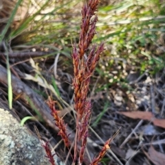 Sorghum leiocladum at The Pinnacle - 6 Dec 2023 11:27 AM