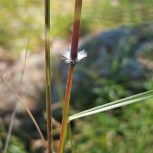 Sorghum leiocladum at The Pinnacle - 6 Dec 2023 11:27 AM