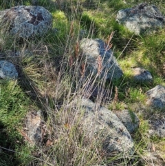 Sorghum leiocladum at The Pinnacle - 6 Dec 2023 11:27 AM