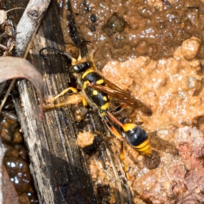 Sceliphron formosum (Formosum mud-dauber) at The Pinnacle - 5 Dec 2023 by AlisonMilton