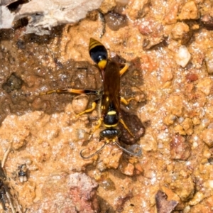 Sceliphron formosum at The Pinnacle - 5 Dec 2023 11:06 AM