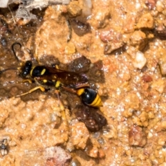 Sceliphron formosum at The Pinnacle - 5 Dec 2023 11:06 AM