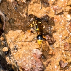 Sceliphron formosum at The Pinnacle - 5 Dec 2023 11:06 AM