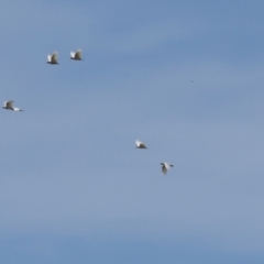 Cacatua sanguinea (Little Corella) at The Pinnacle - 4 Dec 2023 by AlisonMilton