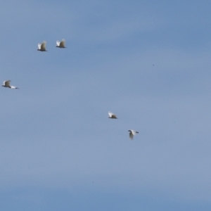 Cacatua sanguinea at The Pinnacle - 5 Dec 2023 08:24 AM