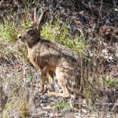 Lepus capensis (Brown Hare) at The Pinnacle - 4 Dec 2023 by AlisonMilton