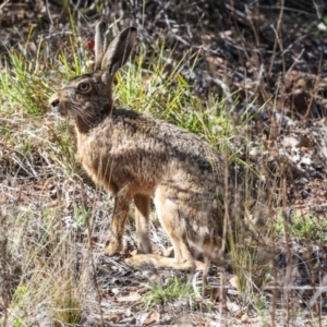 Lepus capensis at The Pinnacle - 5 Dec 2023