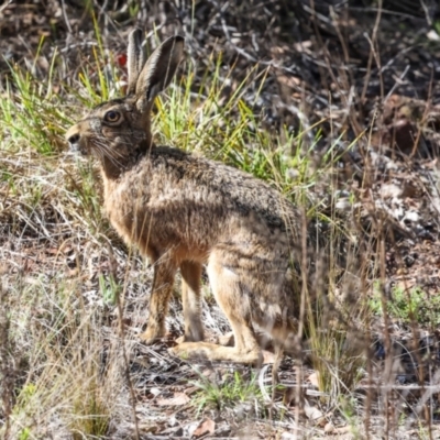 Lepus capensis (Brown Hare) at Belconnen, ACT - 4 Dec 2023 by AlisonMilton