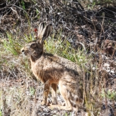 Lepus capensis at The Pinnacle - 5 Dec 2023