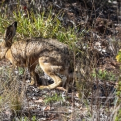 Lepus capensis at The Pinnacle - 5 Dec 2023