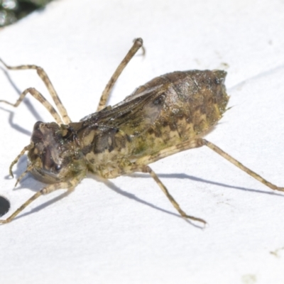 Anisoptera (suborder) (Unidentified dragonfly) at Higgins, ACT - 5 Dec 2023 by AlisonMilton