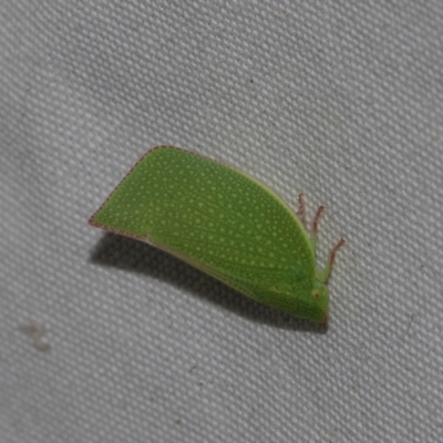 Siphanta acuta (Green planthopper, Torpedo bug) at Higgins, ACT - 5 Dec 2023 by AlisonMilton