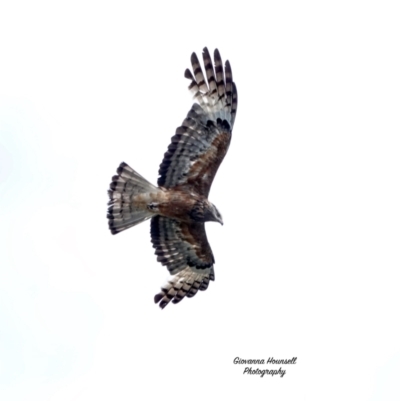 Lophoictinia isura (Square-tailed Kite) at Broulee, NSW - 1 Dec 2023 by Gee