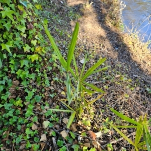 Washingtonia filifera at Evatt, ACT - 6 Dec 2023 07:47 AM