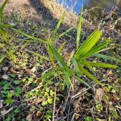 Washingtonia filifera at Evatt, ACT - 6 Dec 2023 07:47 AM