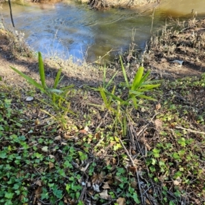 Washingtonia filifera at Evatt, ACT - 6 Dec 2023 07:47 AM