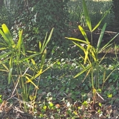 Washingtonia filifera at Evatt, ACT - 6 Dec 2023 07:47 AM