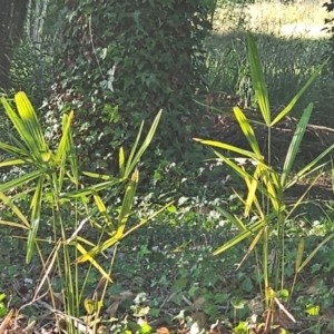 Washingtonia filifera at Evatt, ACT - 6 Dec 2023 07:47 AM