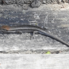 Lampropholis guichenoti (Common Garden Skink) at Namadgi National Park - 5 Dec 2023 by JohnBundock