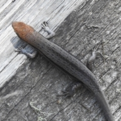 Lampropholis guichenoti at Namadgi National Park - 6 Dec 2023