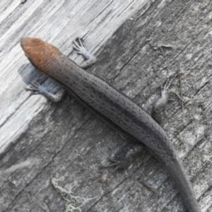 Lampropholis guichenoti at Namadgi National Park - 6 Dec 2023