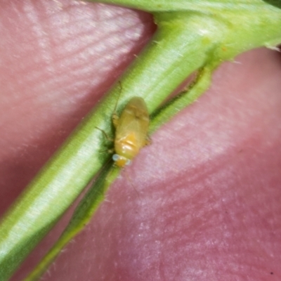 Lygaeidae (family) (Seed bug) at Strathnairn, ACT - 21 Nov 2023 by AlisonMilton