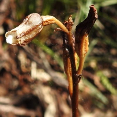 Gastrodia sesamoides (Cinnamon Bells) at Namadgi National Park - 6 Dec 2023 by JohnBundock