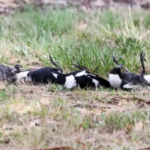 Gymnorhina tibicen at Higgins, ACT - 4 Dec 2023