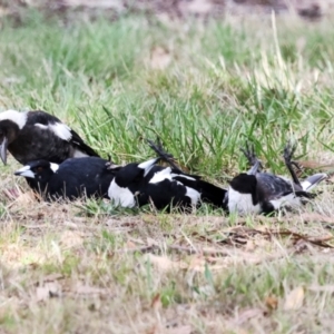 Gymnorhina tibicen at Higgins, ACT - 4 Dec 2023