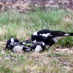 Gymnorhina tibicen at Higgins, ACT - 4 Dec 2023