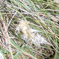 Rytidosperma sp. (Wallaby Grass) at Majura, ACT - 6 Dec 2023 by JimL