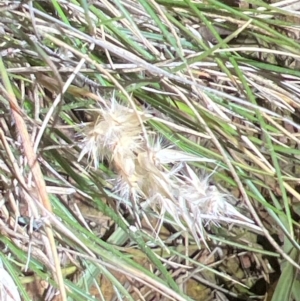 Rytidosperma sp. at Mount Ainslie - 6 Dec 2023