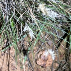 Rytidosperma sp. at Mount Ainslie - 6 Dec 2023