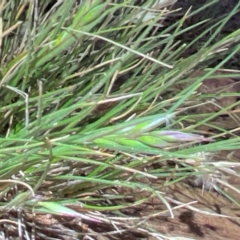 Rytidosperma sp. at Mount Ainslie - 6 Dec 2023