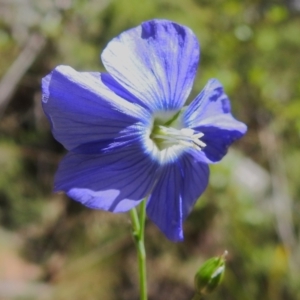 Linum marginale at Namadgi National Park - 6 Dec 2023