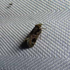 Barea consignatella (A concealer moth) at QPRC LGA - 5 Dec 2023 by MatthewFrawley