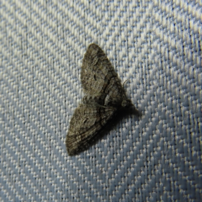 Phrissogonus laticostata (Apple looper moth) at QPRC LGA - 5 Dec 2023 by MatthewFrawley