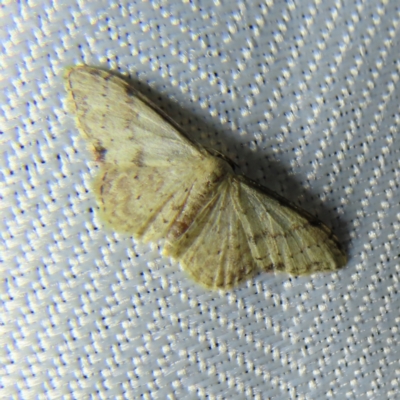 Idaea halmaea (Two-spotted Wave) at QPRC LGA - 5 Dec 2023 by MatthewFrawley