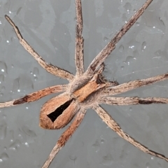 Argoctenus sp. (genus) (Wandering ghost spider) at Lions Youth Haven - Westwood Farm A.C.T. - 5 Dec 2023 by HelenCross