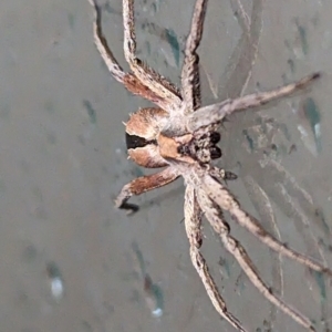 Argoctenus sp. (genus) at Lions Youth Haven - Westwood Farm A.C.T. - 6 Dec 2023