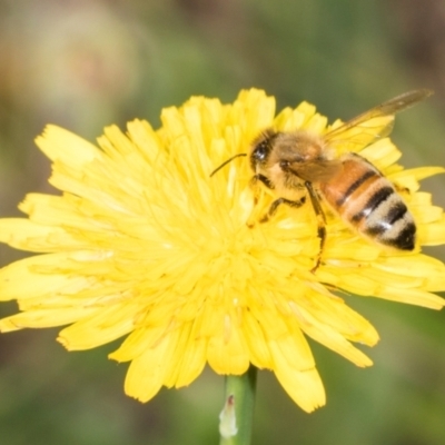 Apis mellifera (European honey bee) at Higgins, ACT - 3 Dec 2023 by AlisonMilton