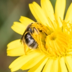 Lasioglossum (Chilalictus) sp. (genus & subgenus) (Halictid bee) at Higgins, ACT - 4 Dec 2023 by AlisonMilton