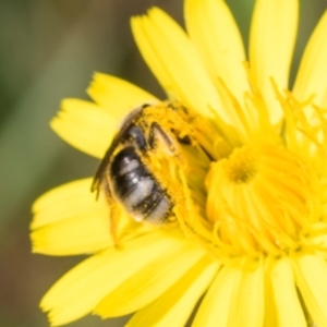 Lasioglossum (Chilalictus) sp. (genus & subgenus) at Higgins, ACT - 4 Dec 2023 08:56 AM