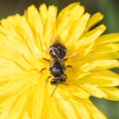 Lasioglossum (Chilalictus) sp. (genus & subgenus) at Higgins, ACT - 4 Dec 2023 08:56 AM