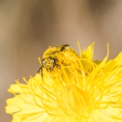 Lasioglossum (Chilalictus) sp. (genus & subgenus) at Higgins, ACT - 4 Dec 2023