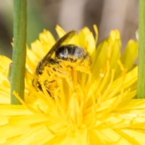 Lasioglossum (Chilalictus) sp. (genus & subgenus) at Higgins, ACT - 4 Dec 2023